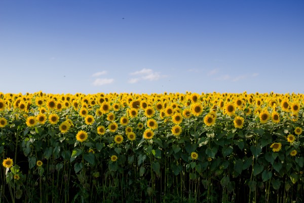 beautiful-sunflower-field-with-clear-blue-sky