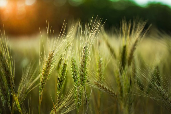 selective-focus-shot-some-wheat-field