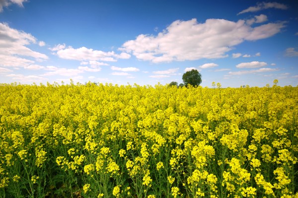 yellow-flowers-field-with-clouds